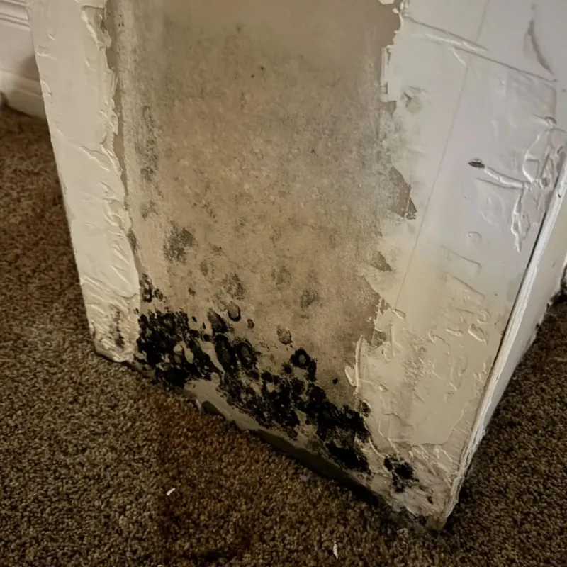 Professional Mold Removal in Floyd County, VA